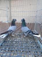 Super takla akkuyruk, Dieren en Toebehoren