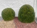 Buxus in verschillende vormen en grootte, Volle zon, Vaste plant, Bloeit niet, Ophalen