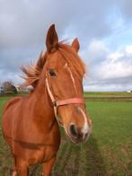 Weidemaatje/fokmerrie/projectpaardje te koop, Merrie, Ontwormd