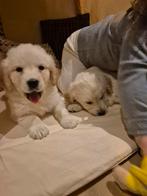 Golden Retriever pups, Dieren en Toebehoren, Honden | Retrievers, Spaniëls en Waterhonden, Golden retriever, België, Fokker | Hobbymatig