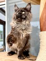 Prachtig Black Smoke Maine Coon poes  met stamboom!, Poes, Gechipt, 0 tot 2 jaar