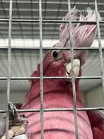 Roze kakatoe man, Mannelijk, Papegaai, Geringd