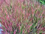 Imperata 'Red Baron' - Japans Bloedgras, Tuin en Terras, Planten | Tuinplanten, Ophalen, Vaste plant, Siergrassen, Bloeit niet