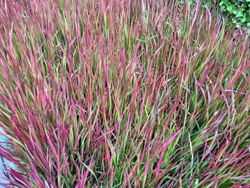 Imperata 'Red Baron' - Japans Bloedgras beschikbaar voor biedingen