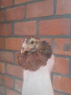 Welsumer krielen, Plusieurs animaux, Poule ou poulet