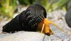 Orange Rabbit Snail (baby’s), Dieren en Toebehoren