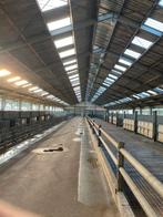 Nekbuizen vleesvee stalinrichting