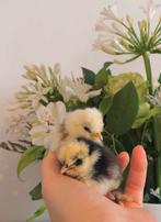 Broedeitjes van zijdehoenders, Dieren en Toebehoren, Pluimvee, Meerdere dieren, Kip