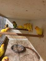 jonge dwergpapegaaitjes, Dieren en Toebehoren, Vogels | Parkieten en Papegaaien, Geringd