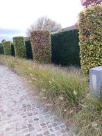 Beukzuil, Tuin en Terras, Ophalen, 250 tot 400 cm, Overige soorten, Bloeit niet