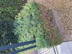 Gratis buxus 4 blokken, Tuin en Terras, Ophalen, Buxus