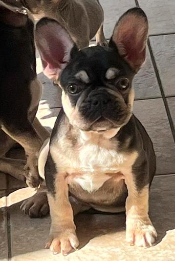 Franse Bulldog pups in huis opgevoed  beschikbaar voor biedingen