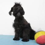 Schnoodle - pups te koop (Belgisch), België, CDV (hondenziekte), 8 tot 15 weken, Meerdere
