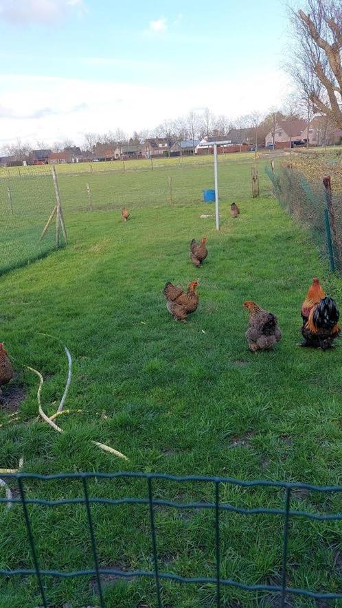 Broedeieren brahma goudpatrijs, Dieren en Toebehoren, Pluimvee
