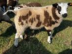 Bagerbonte dekbok super origine, Mannelijk, Schaap, 0 tot 2 jaar