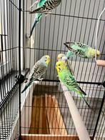 Pleasure perruche, Animaux & Accessoires, Oiseaux | Perruches & Perroquets, Perruche