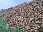 Voederbieten en feedbeet te koop, Zakelijke goederen, Landbouw | Veevoer, Ophalen
