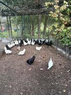 Ayam cemani , ga h mong, Dieren en Toebehoren, Pluimvee, Meerdere dieren, Kip