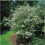 Aronia prunifolia Viking, Tuin en Terras, Planten | Struiken en Hagen, Ophalen, Struik