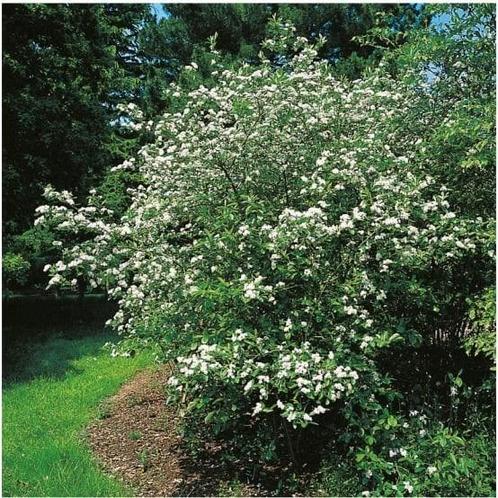Aronia prunifolia Viking, Tuin en Terras, Planten | Struiken en Hagen, Struik, Ophalen