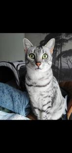 Kat vermist, Animaux & Accessoires, Animaux perdus et trouvés, Chat