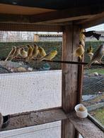 Kanaries, Mâle, Canari chanteur