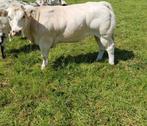 Dikbil vaarzen, Dieren en Toebehoren, Runderen