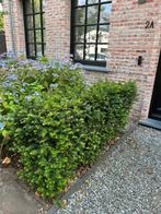Gratis taxushaag (5 plantjes), zelf uitscheppen, Tuin en Terras, Ophalen, Haag