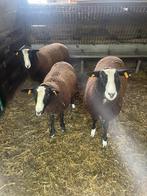 zwartbles 3 ooien, Dieren en Toebehoren, Schapen, Geiten en Varkens, Vrouwelijk, Schaap, 0 tot 2 jaar