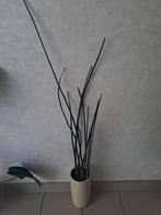 Soort sansevieria, Ophalen of Verzenden