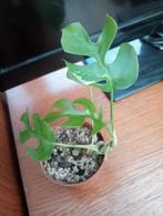 Rhaphidophora Tetrasperma Variegata, Ombre partielle, Plante verte, Enlèvement ou Envoi, Moins de 100 cm
