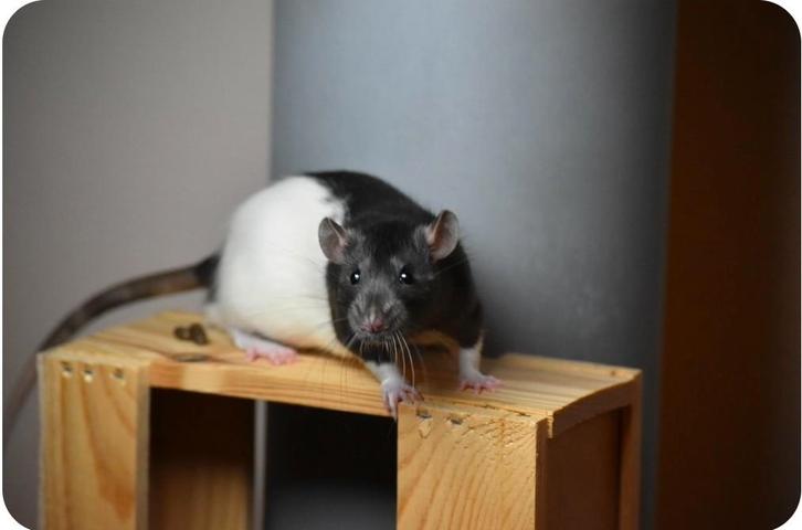 Deze knappe rittens zoeken nog thuisje, Dieren en Toebehoren, Knaagdieren, November