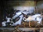 reuzevlinders - reuze vlinder - lotharinger, Dieren en Toebehoren