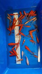 Sluierstaartgoudvissen, Dieren en Toebehoren, Vissen | Vijvervissen