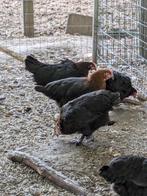 Marans koper halzig, Dieren en Toebehoren, Pluimvee