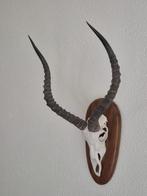 Mooie Impala Antilope Op Houten Schild Jacht Mancave c91, Verzamelen, Dierenverzamelingen, Ophalen of Verzenden, Wild dier, Schedel