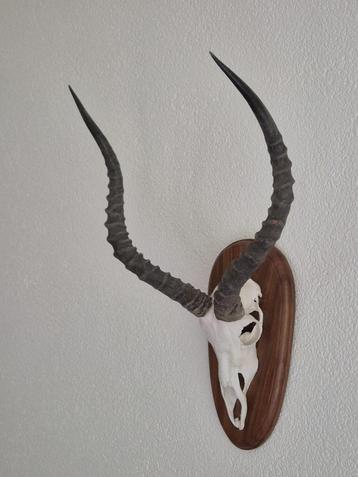 Mooie Impala Antilope Op Houten Schild Jacht Mancave c91 beschikbaar voor biedingen