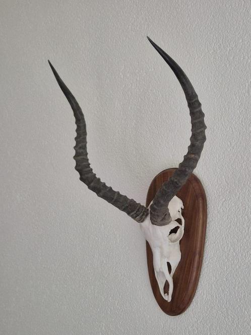 Mooie Impala Antilope Op Houten Schild Jacht Mancave c91, Verzamelen, Dierenverzamelingen, Schedel, Wild dier, Ophalen of Verzenden