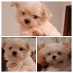 Femelle Bichon Maltais Nain, Animaux & Accessoires, Chienne, Belgique, Bichon maltais, 8 à 15 semaines