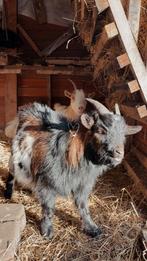 Bokje te koop, Animaux & Accessoires, Moutons, Chèvres & Cochons, Chèvre