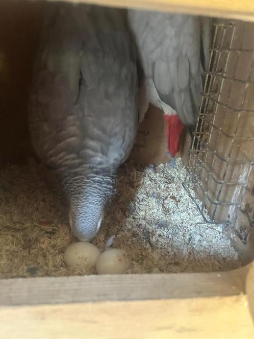 3 koppels Grijze Roodstaart papegaaien, Dieren en Toebehoren, Vogels | Parkieten en Papegaaien, Papegaai, Meerdere dieren, Pratend