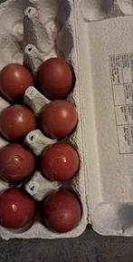 Marans broedeieren, Ophalen