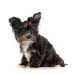 Reutje Victor magicdream met stamboom, Animaux & Accessoires, Chiens | Jack Russell & Terriers, Yorkshire Terrier, 8 à 15 semaines