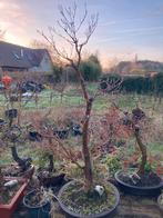 Bonsai acer palmatum, Ophalen