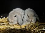 2 nhd rammelaars, Dieren en Toebehoren, Konijnen, Mannelijk, Dwerg, Hangoor, 0 tot 2 jaar