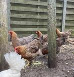 Bielefelder hennen, Dieren en Toebehoren, Pluimvee, Vrouwelijk, Kip