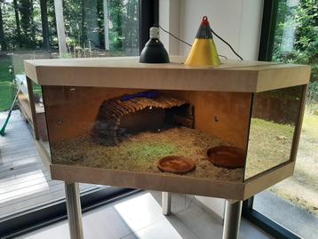 Luxe reptielen of knaagdierenverblijf beschikbaar voor biedingen