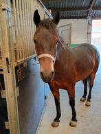 New Forest pony ruin, Minder dan 160 cm, Gechipt, Ruin, Zadelmak