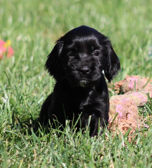 Engelse Cocker pups, Dieren en Toebehoren, Honden | Retrievers, Spaniëls en Waterhonden, Meerdere dieren, Spaniël, Fokker | Professioneel