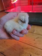 Zijdehoender kuikens te koop | 3 mei 2024 uit ei gekomen, Poule ou poulet, Sexe inconnu